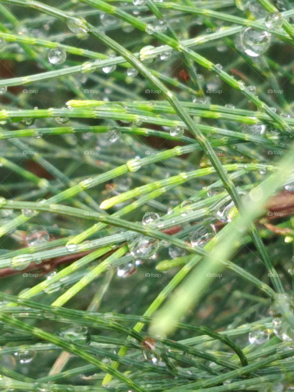 Raining drops at leaf