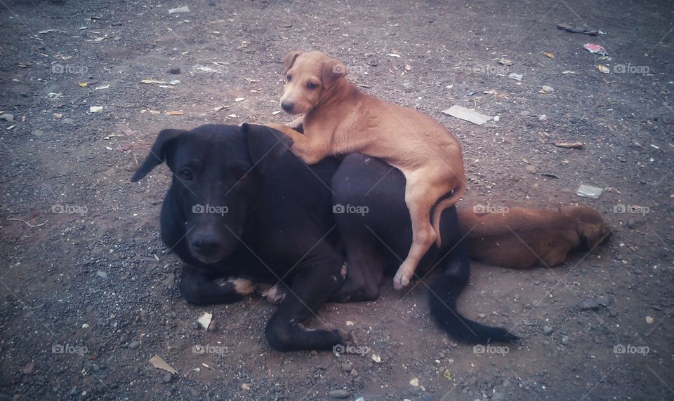 mother dog  love and protect