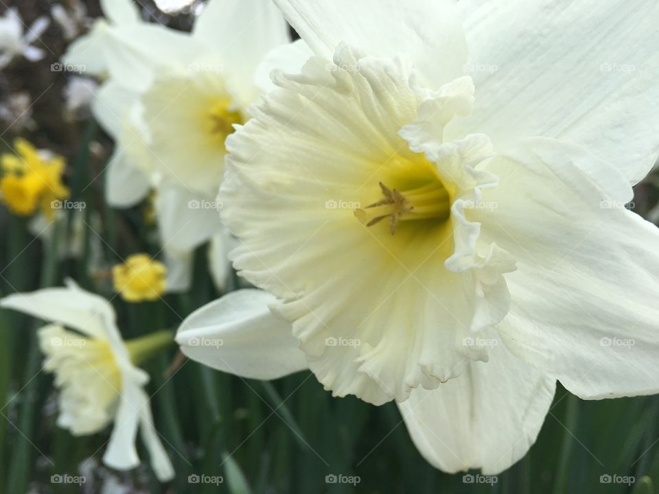 Beautiful daffodils