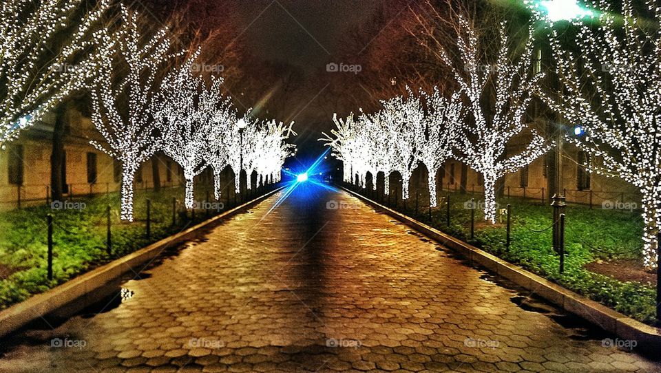 The Light at the End of the Tree Tunnel