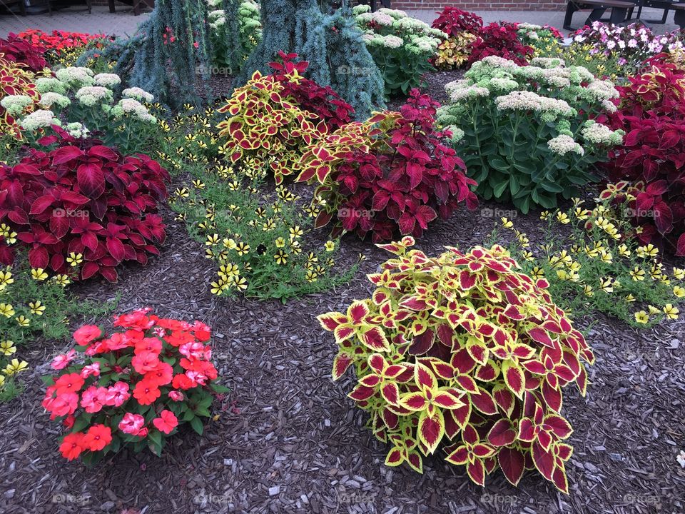 Colorful flowers