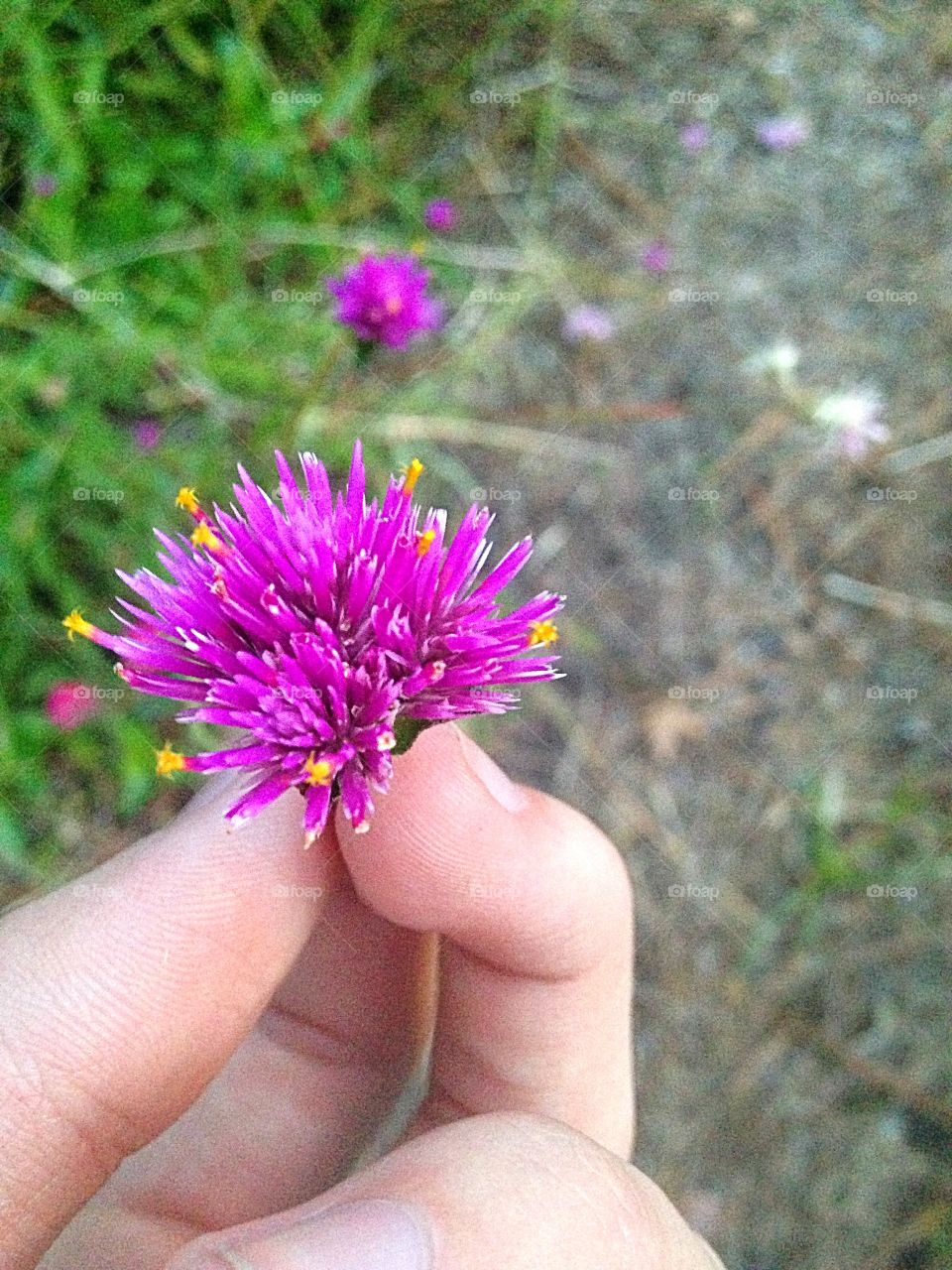 Little purple flowers in the fall 