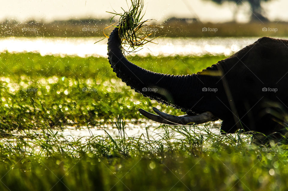 Silhouette of elephant in the river eating grass. Image of elephant at sunrise with backlight from the sun over the river. Grass and water drops in the image.