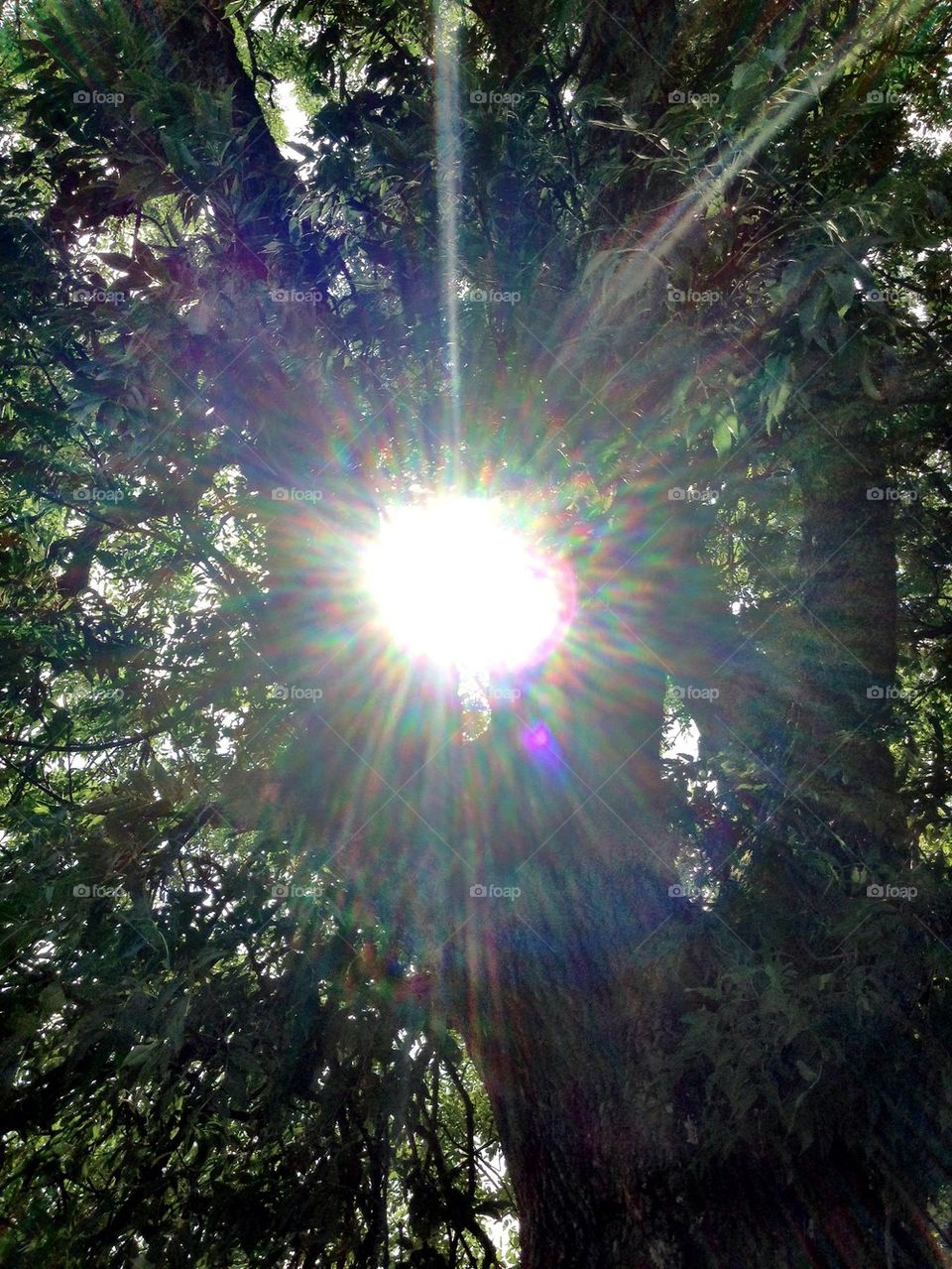 The sun in the tree!