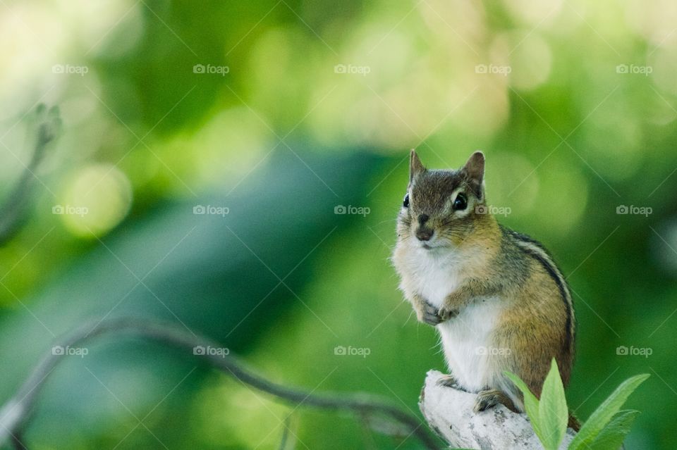 Little chipmunk on a branch 
