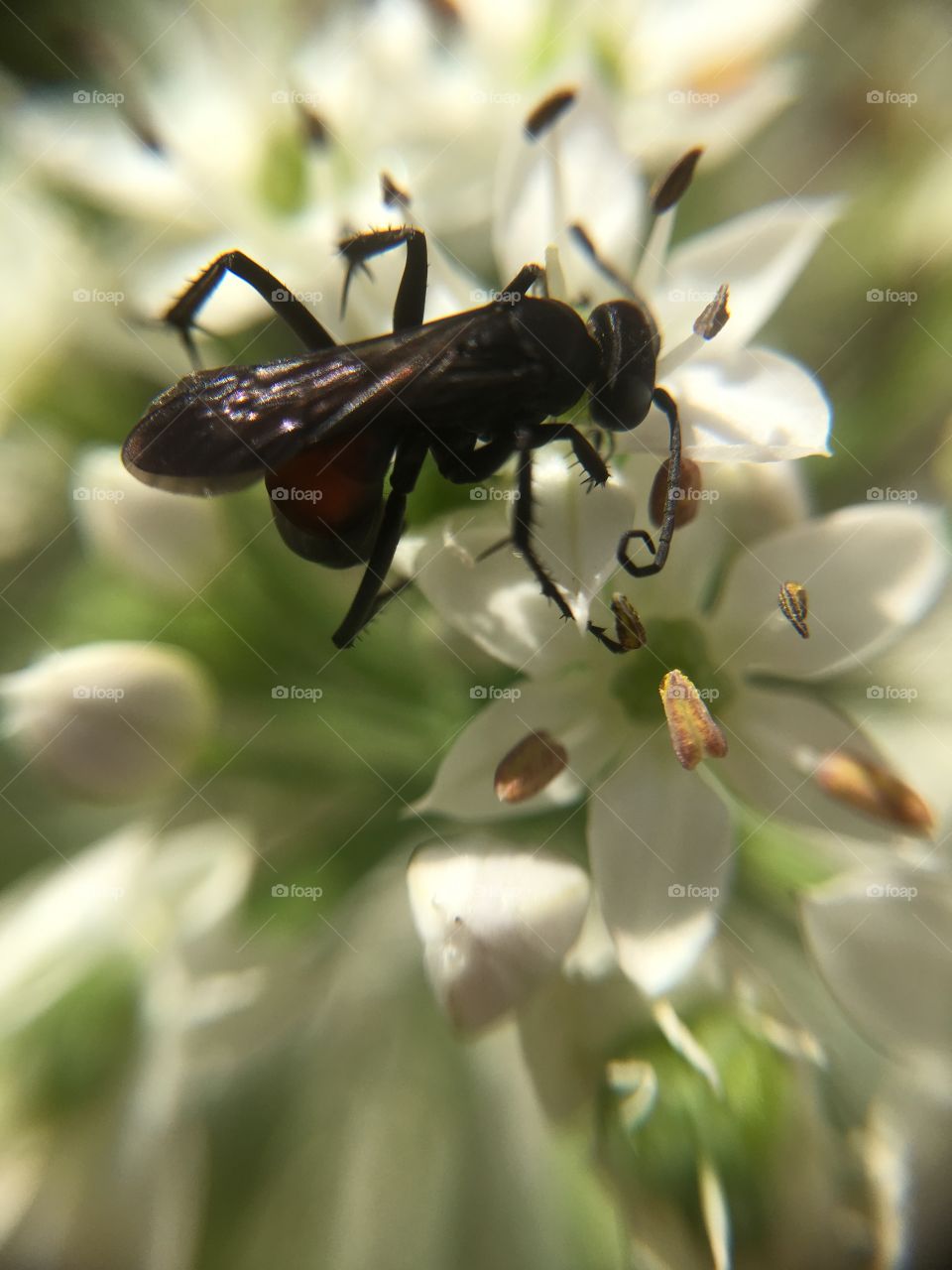 Black insect proboscis 