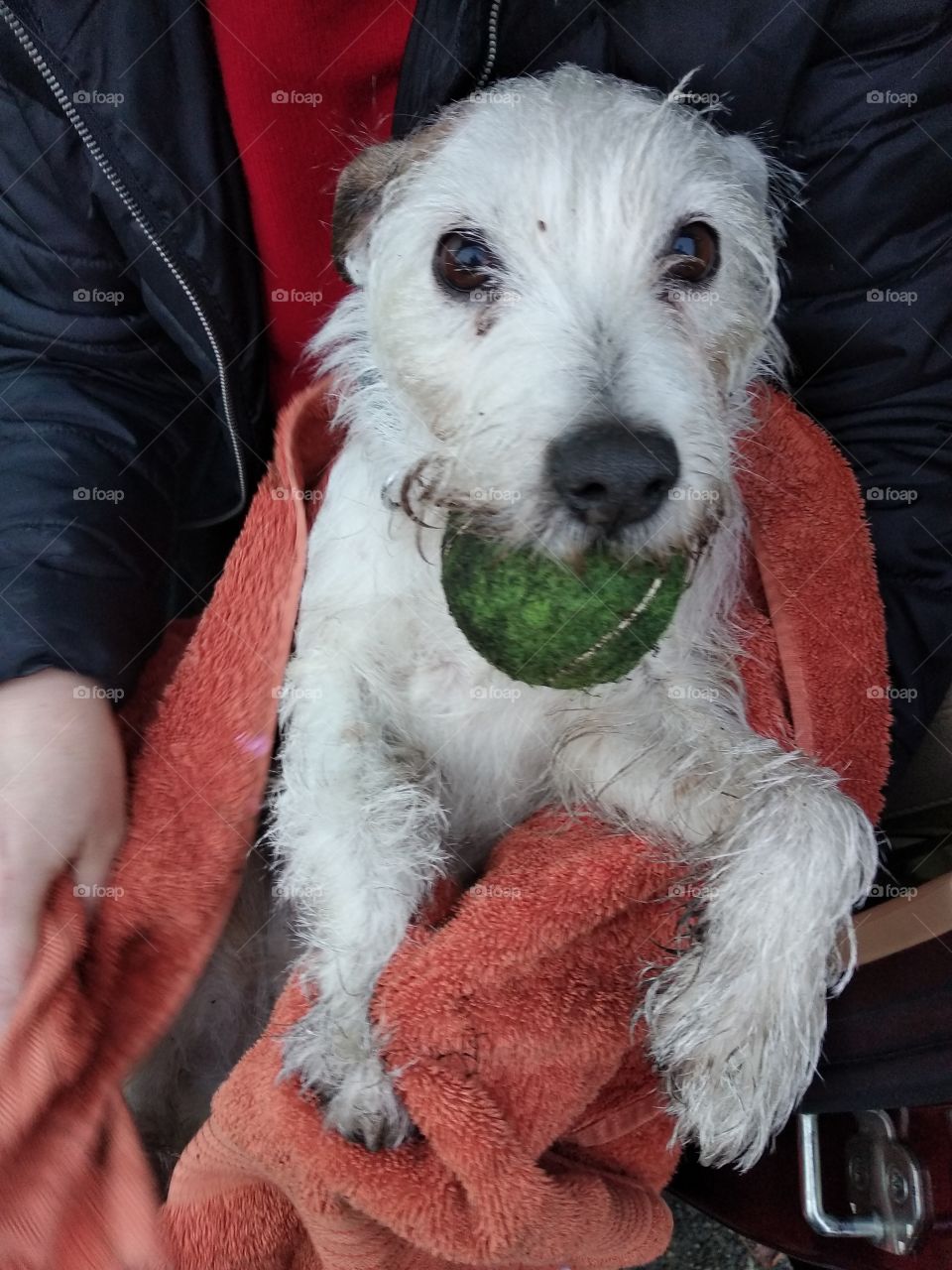 Terrier and tennis ball! 