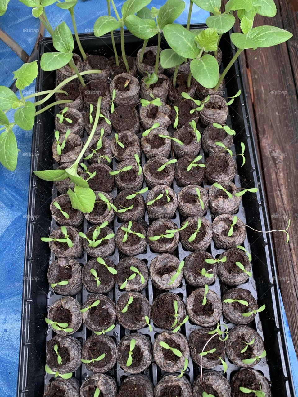 Plants around us - A tray of seedlings get watered and exposed to the sun for weather hardening 