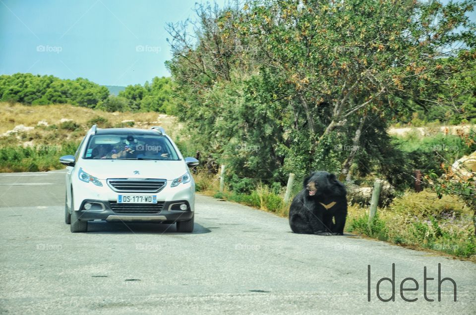 WHAT?? #crazylife #notreal #bear #car #danger #nature #animal #colours #safari