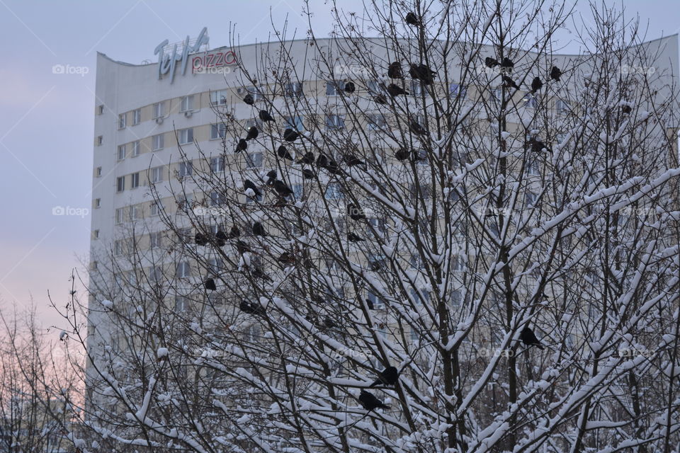 Winter, Snow, Frost, No Person, Tree