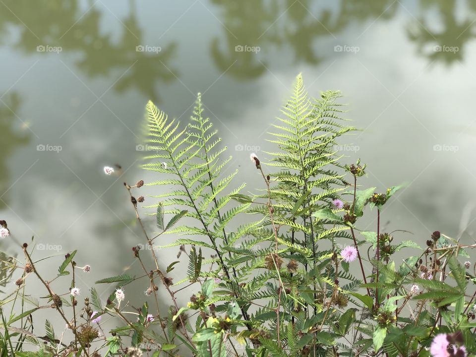 Fell in love with this tiny plant by the side of the pond or lake that I came across while on a trip in India!! Beautiful mother nature.