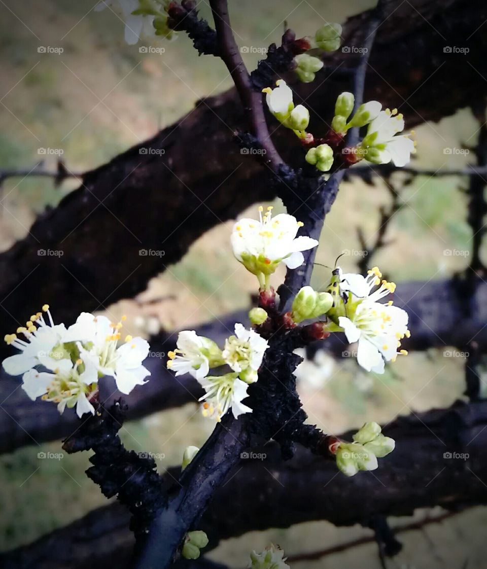 Le Printemps