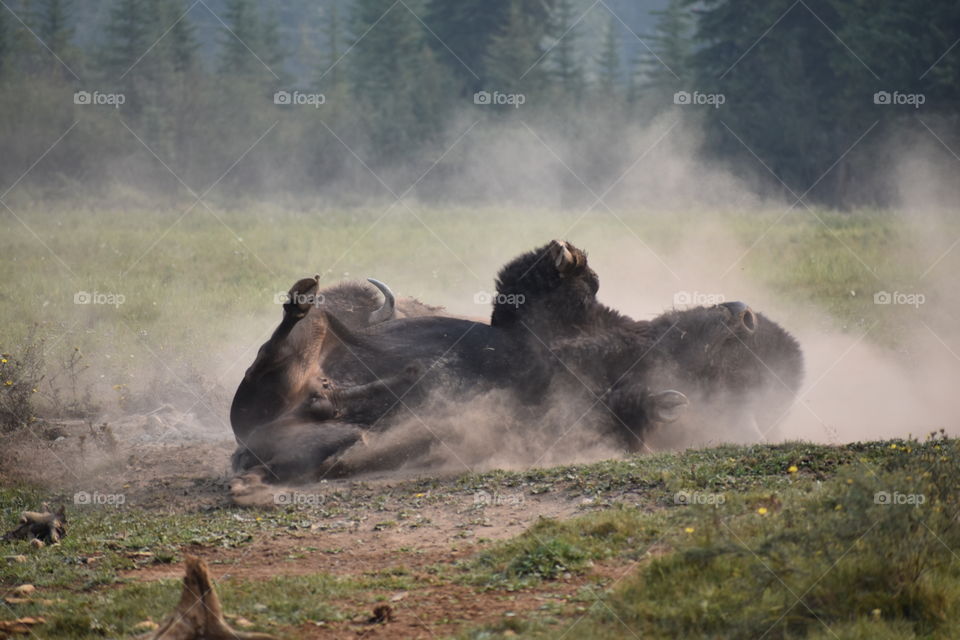 An accidental capture of a bison urinating while he covers himself in that luxurious, dusty, dirt. 