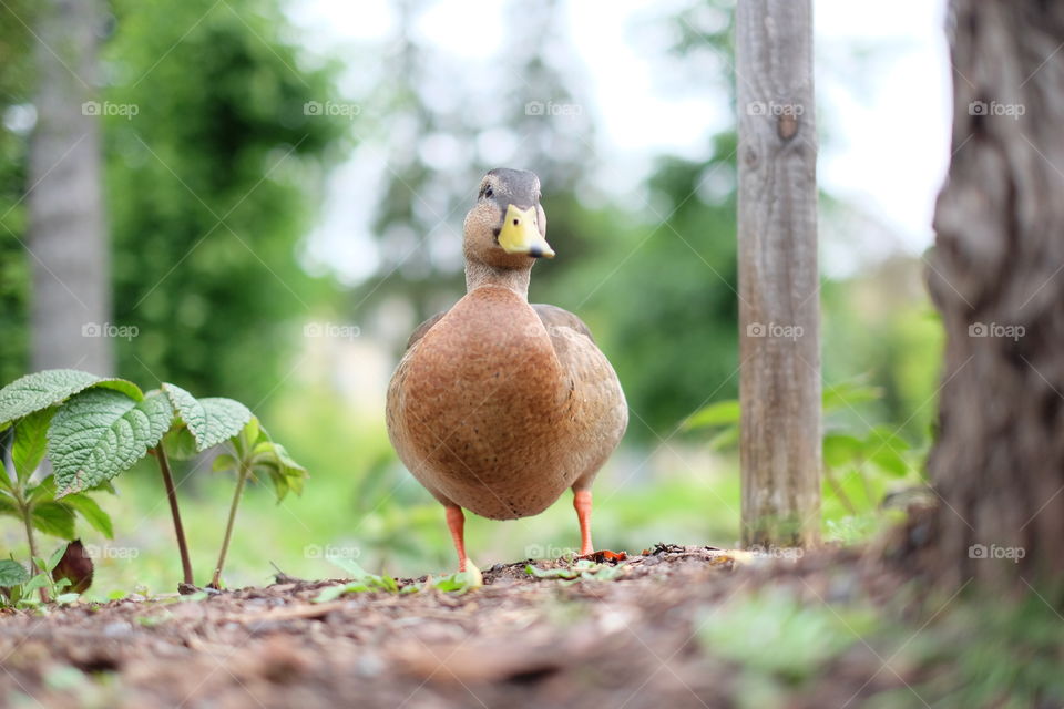 Mallard