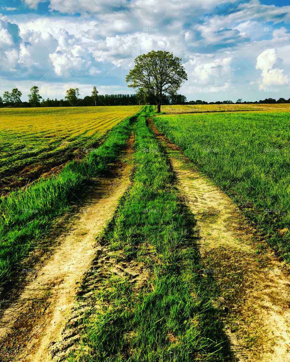 Dirt road running I between the crop filled farm fields, leading up to a single big Green tree under a blue sky with Fluffy clouds on a nice spring day.