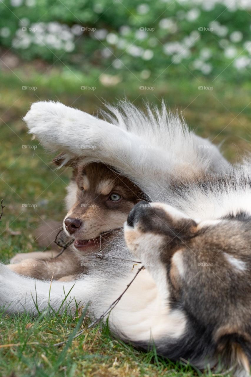 Portrait of a young Finnish Lapphund dog playing with puppy
