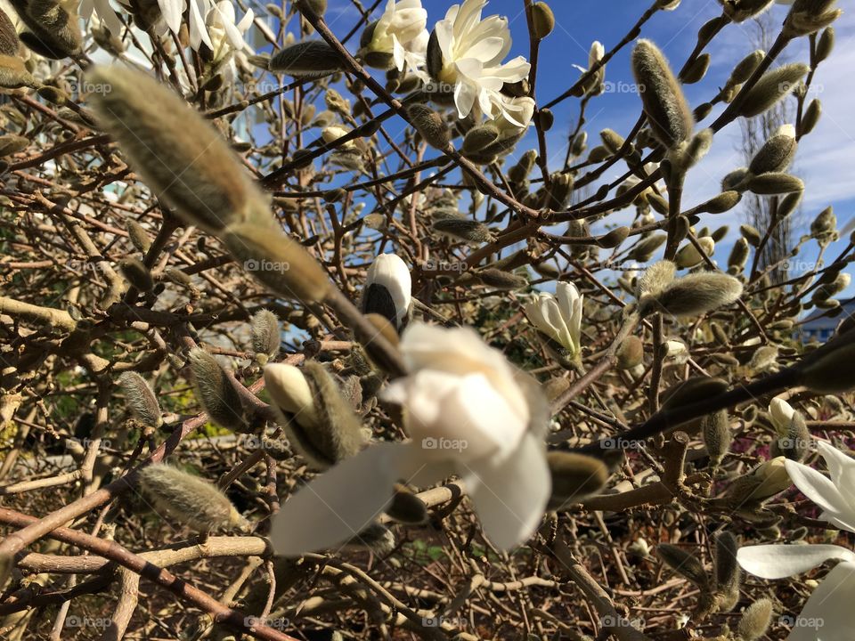 Low angle view of flowers