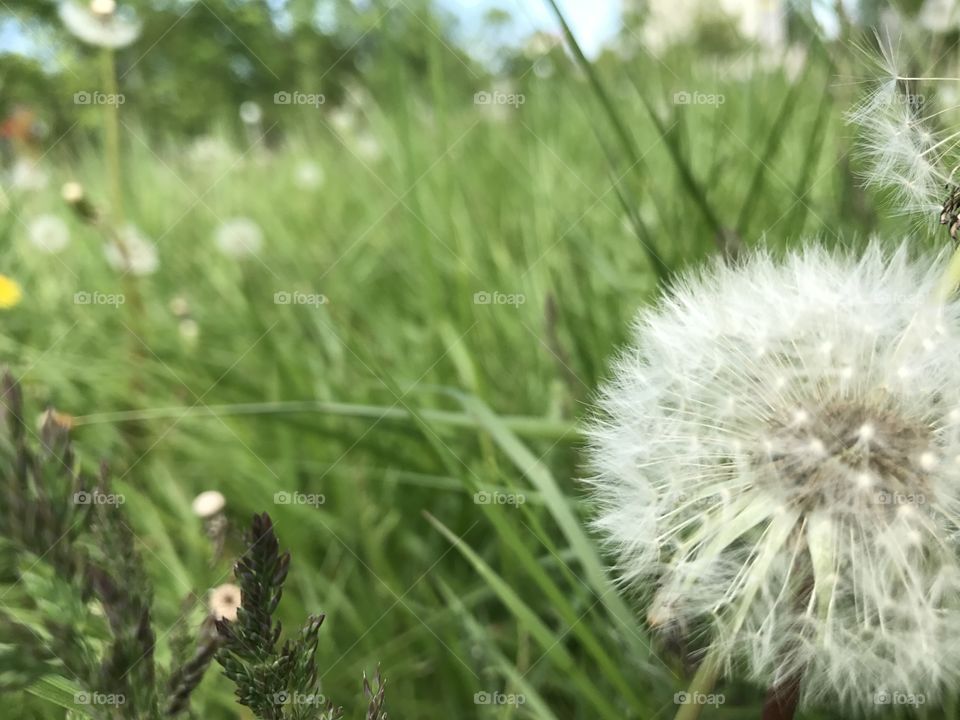 Dandelion 