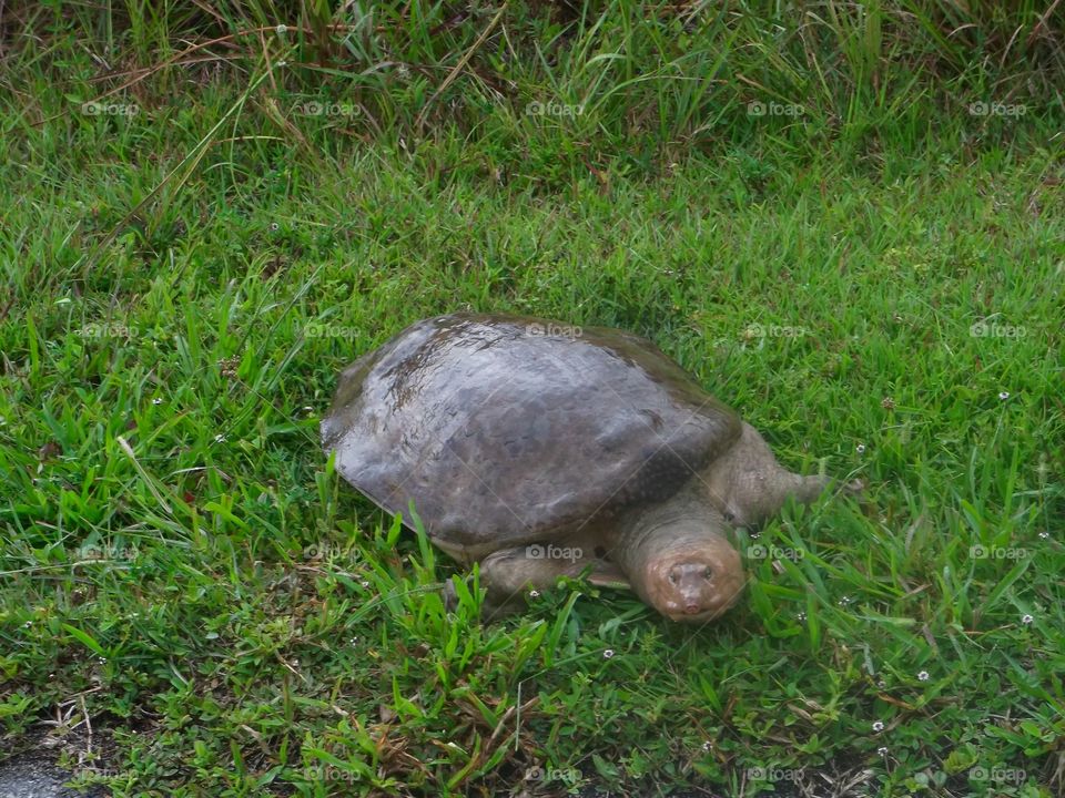 Turtle in green field 