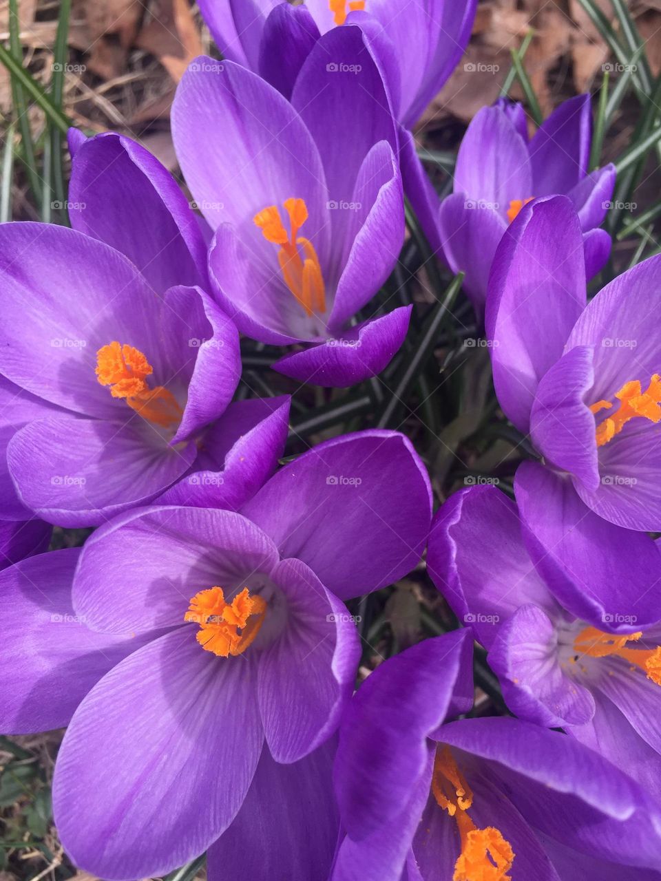 A congregation of crocuses, what a bunch of beauties ❣️