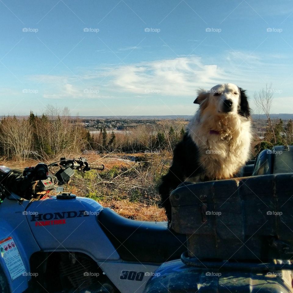 Dog, Mammal, Landscape, Outdoors, No Person