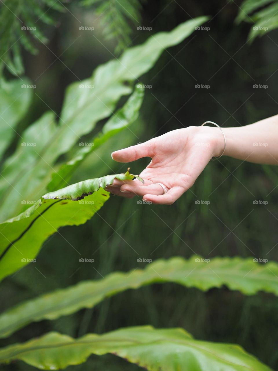 Female hand holding green leaves in botanical garden 