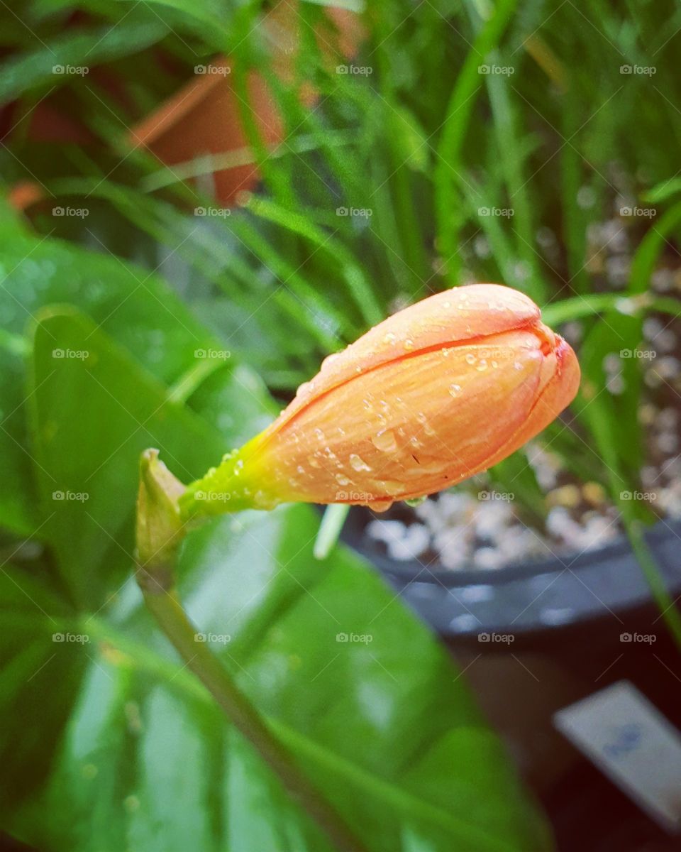 the beautiful rain lilly in Thailand