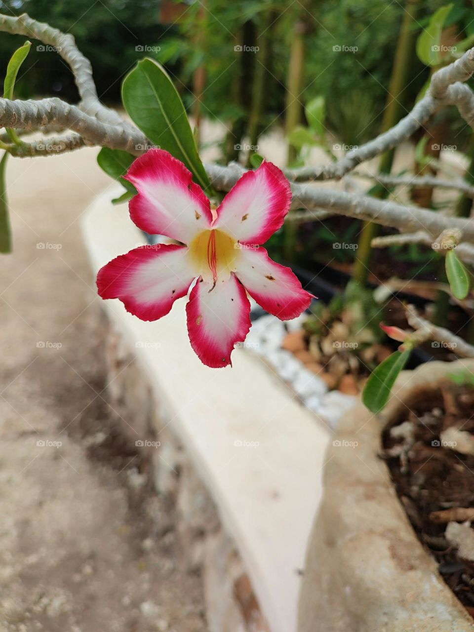 a pink flower on a plant