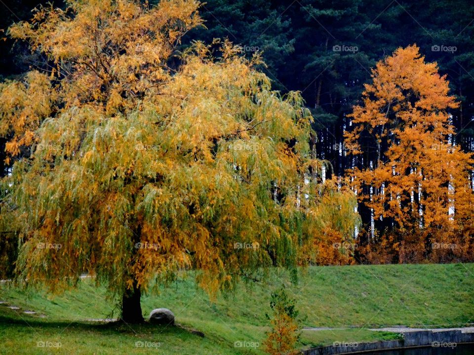 autumn trees