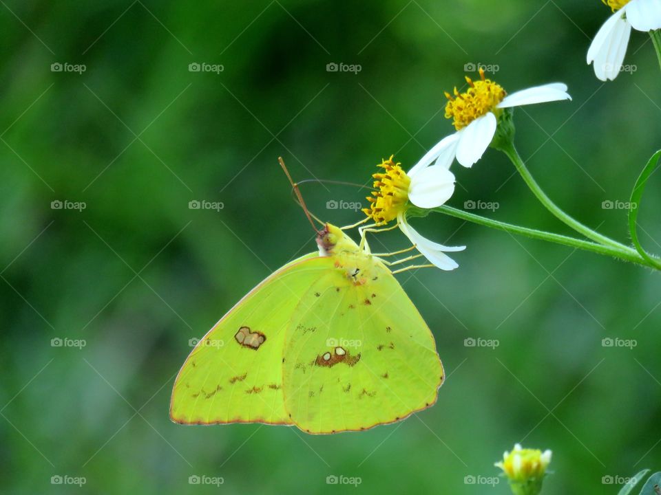 cloudless sulphur