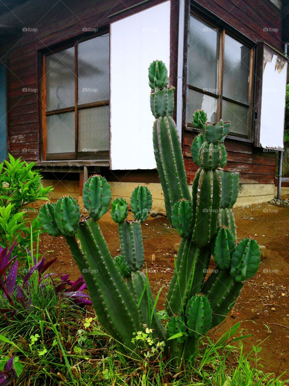 Cactus family 