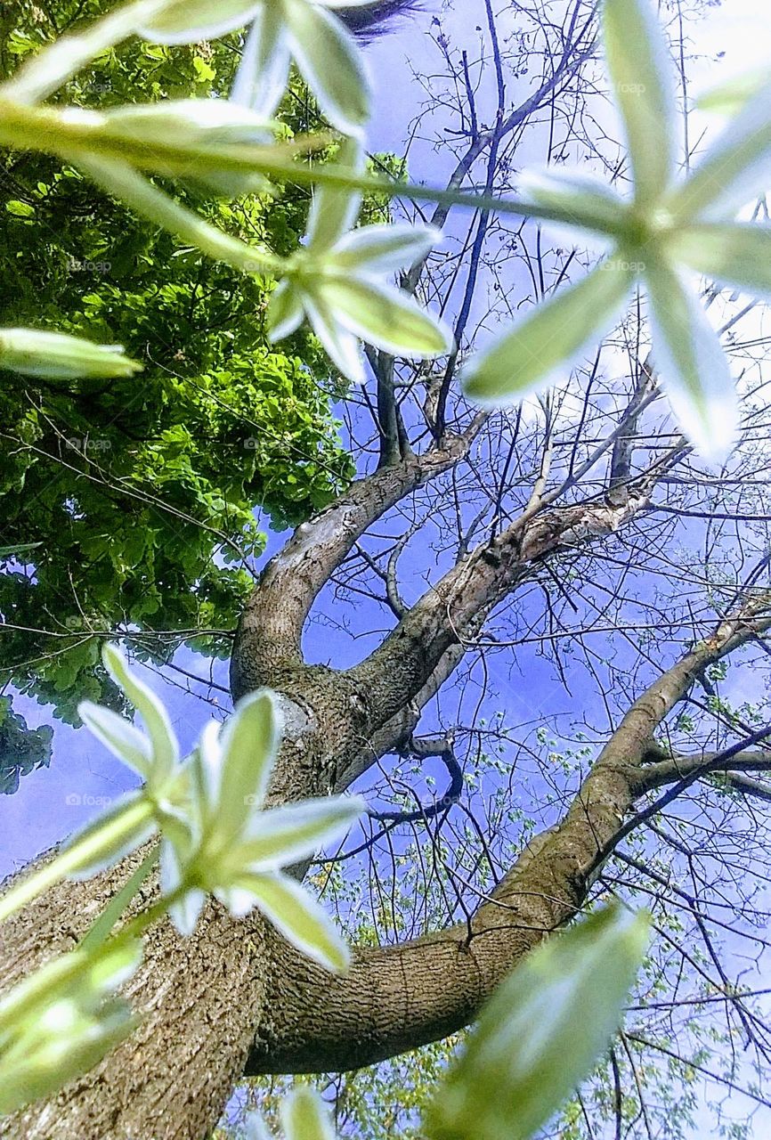 Symbol of growth.  Bottom view of the flowers and tree trunks.  Blue sky background