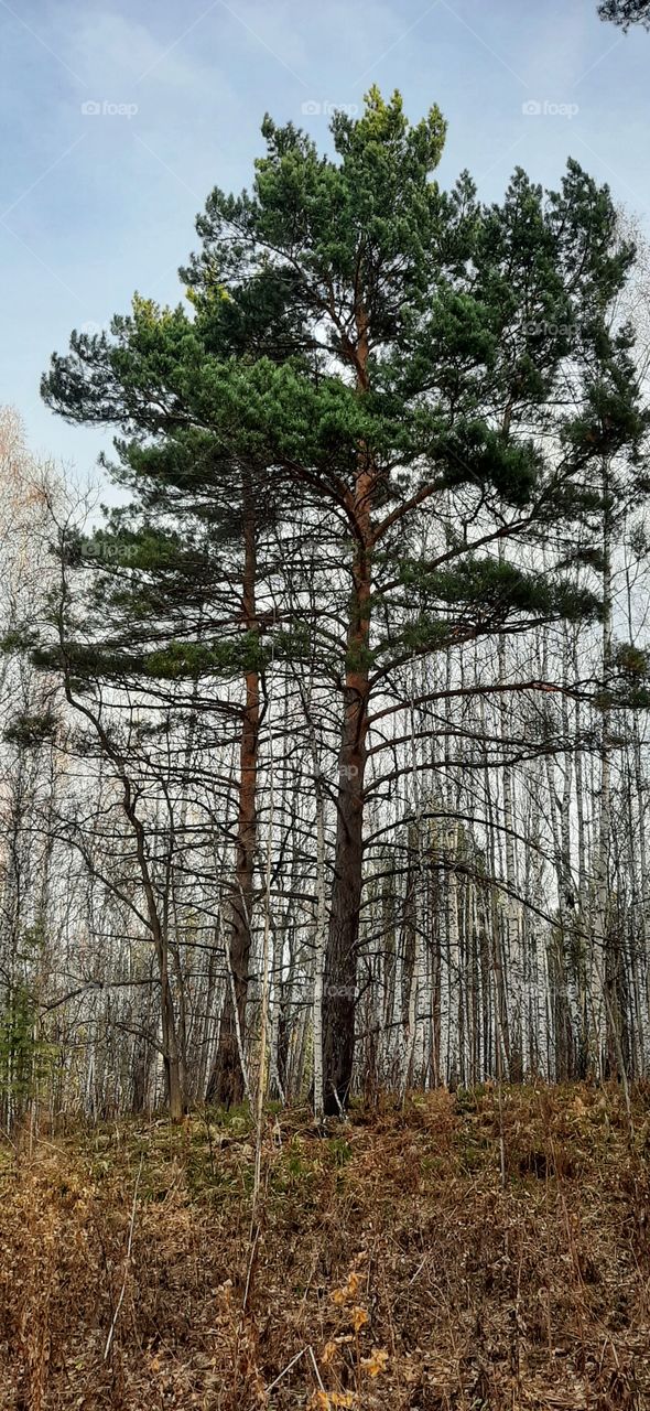 сосна в осеннем лесу