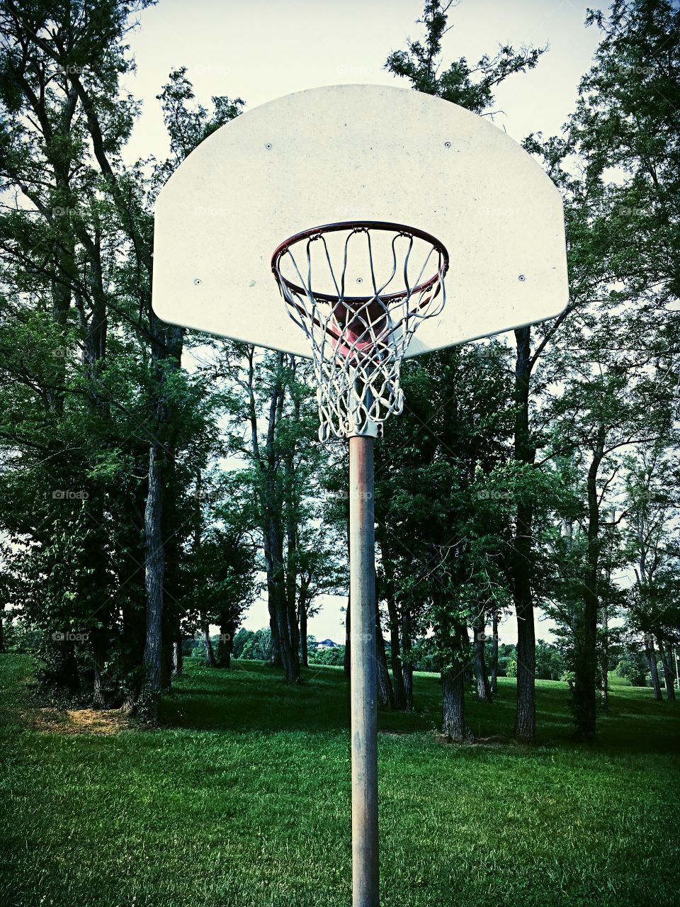A rarely used basketball hoop hidden in the trees at the park