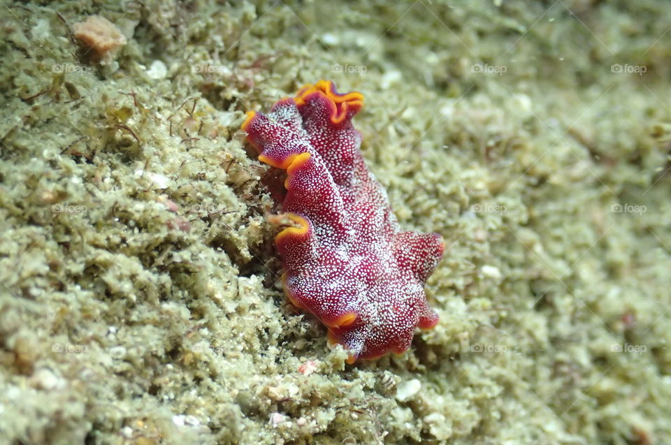 Nudibranch on the move