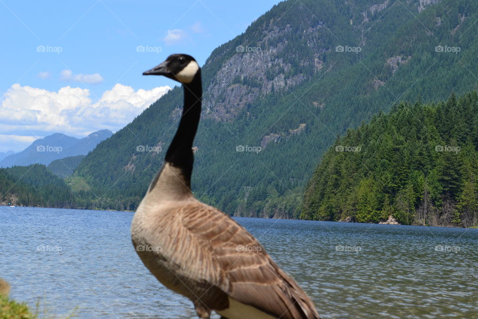 Canada goose alpine lake mountains background landscape