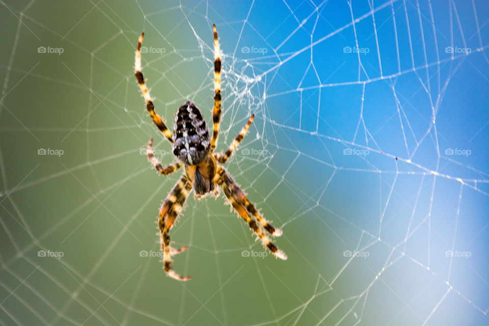 Orb Weaver Spider