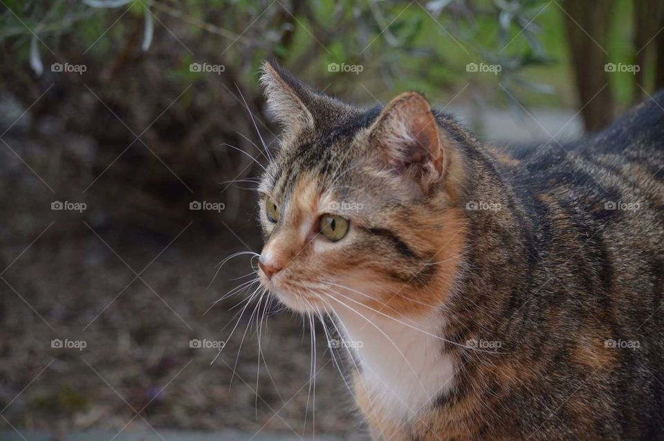 Katze Cat