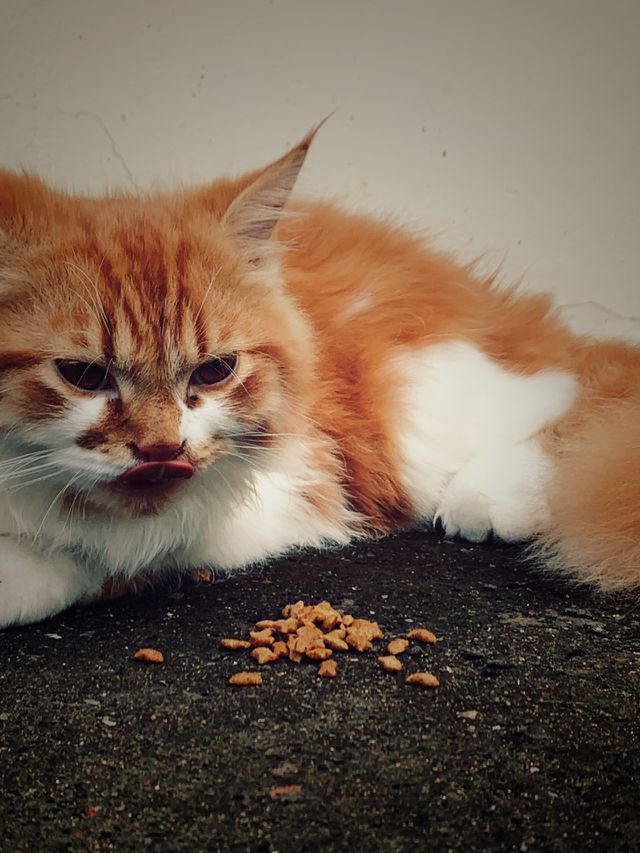 The cat is above all things, a dramatist.