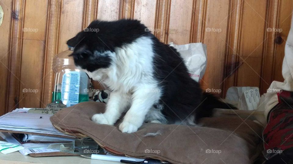 One, People, Mammal, Furniture, Portrait