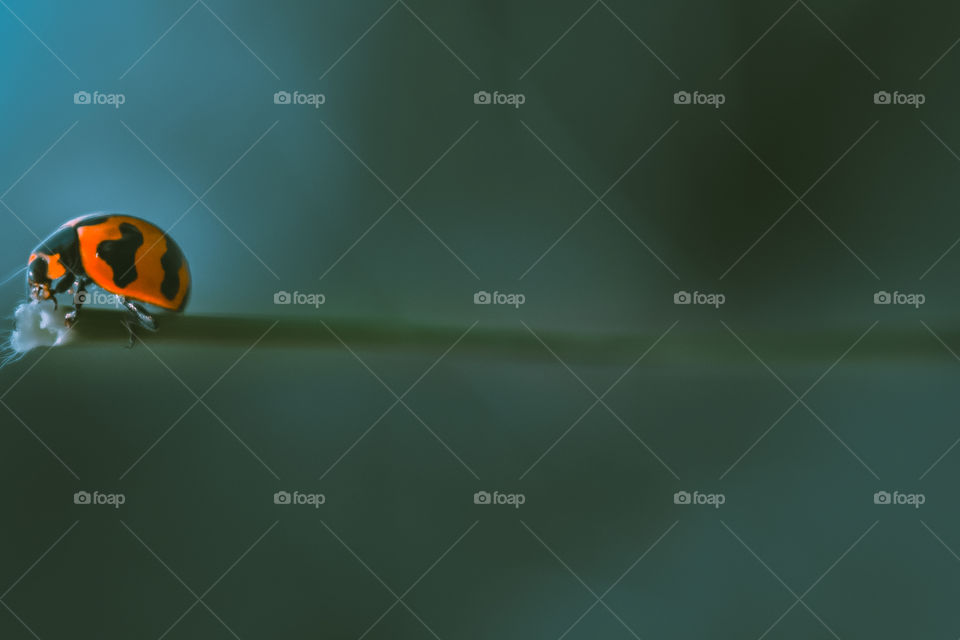 An orange ladybug perched on a branch