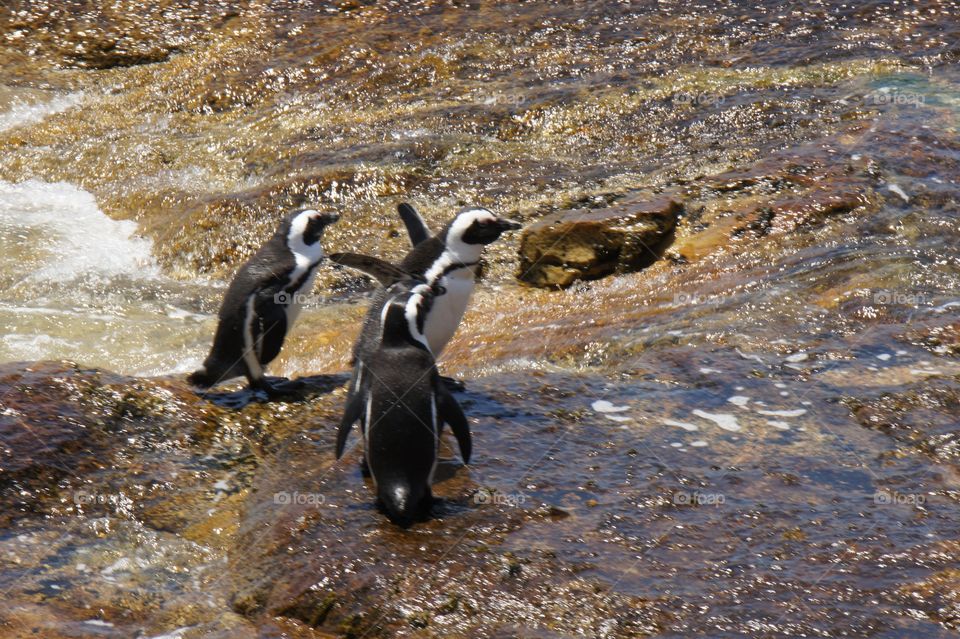 Penguins having fun