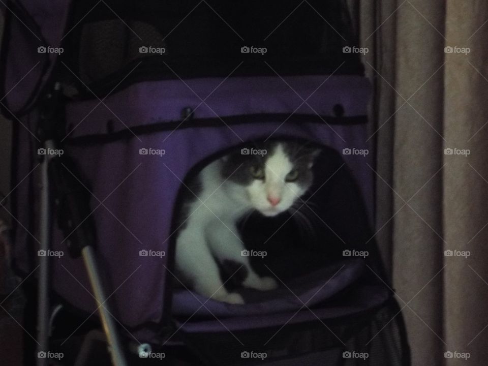 Cat in a stroller 