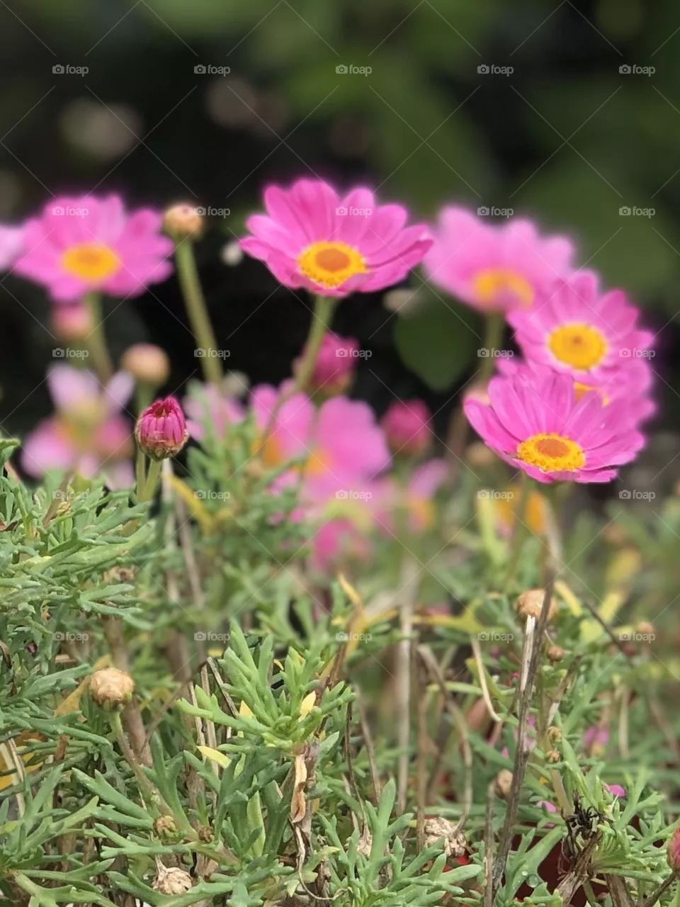 Spring 