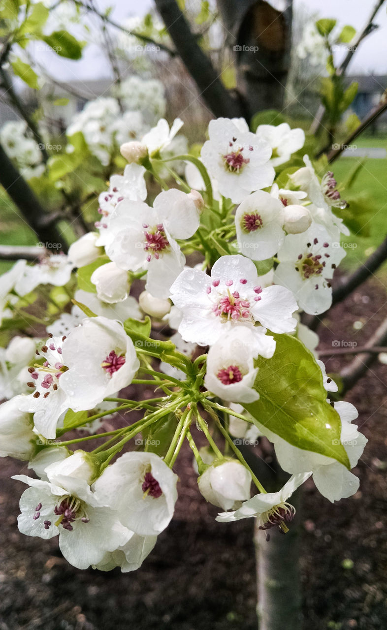 pear tree blossoms