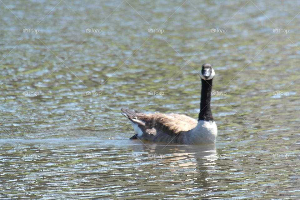 Canada goose in a pond