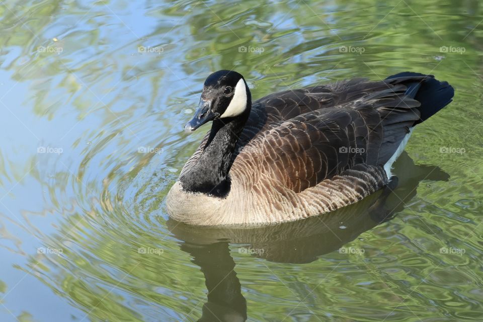 Goose on the Olentangy river in Columbus, OH