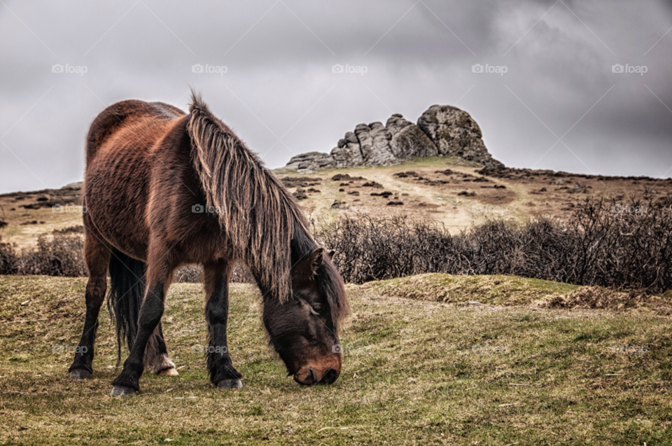 rocks horse pony torr by mparratt