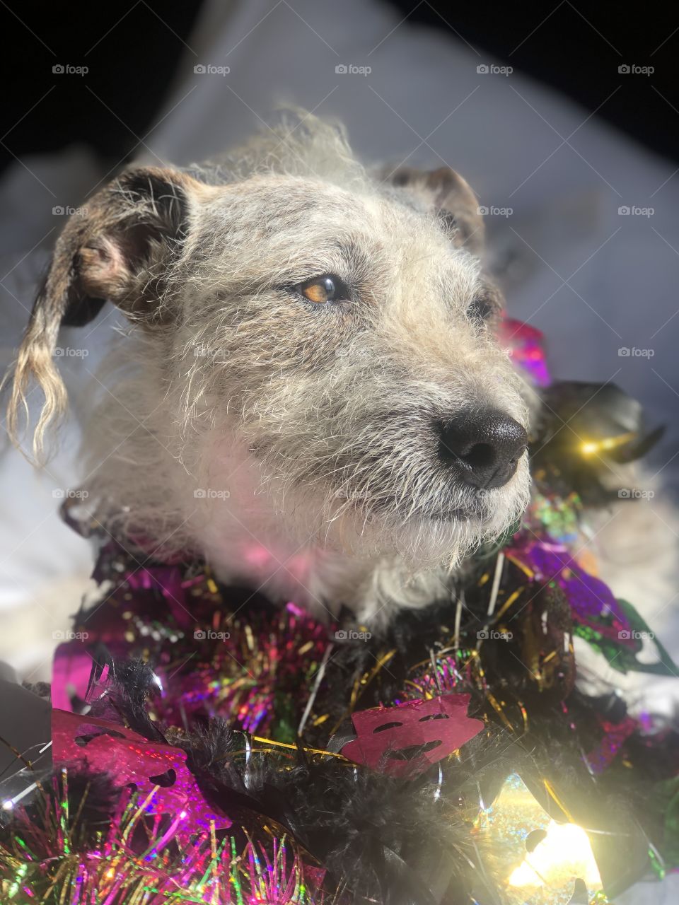 Terrier in Handmade Mardi Gras boa