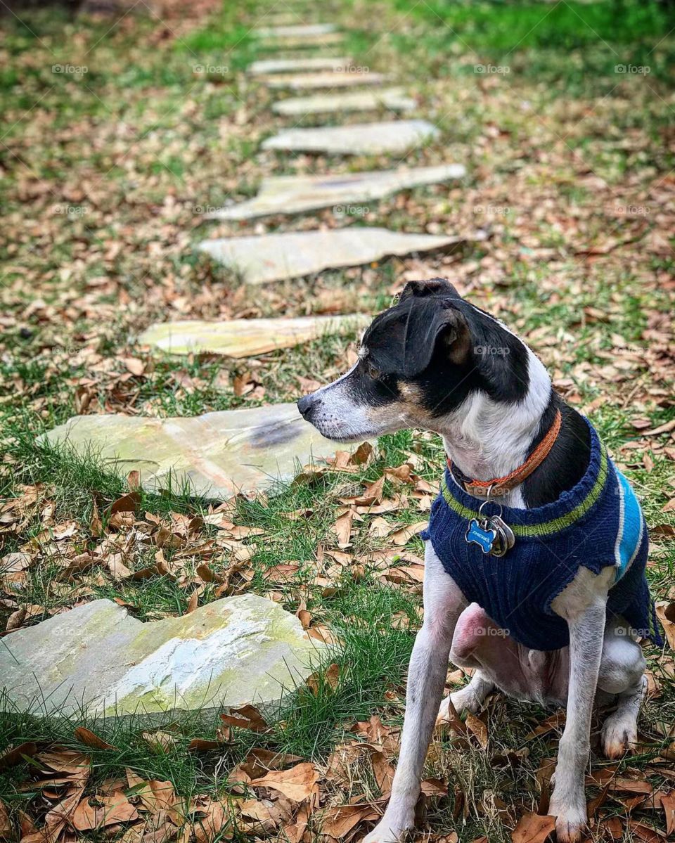 Stepping stones 